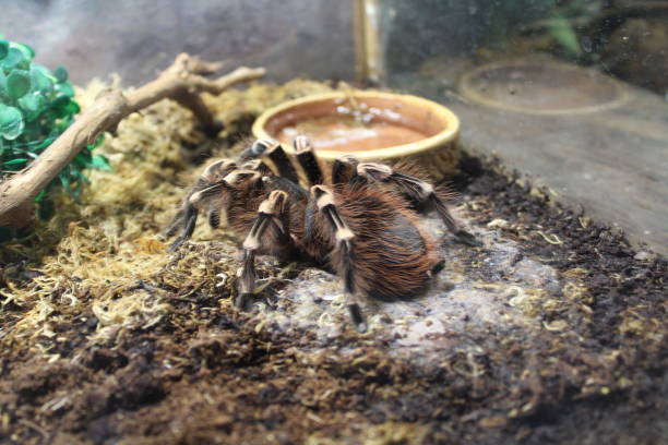 Big spider tarantula brachypelma Big spider tarantula brachypelma albopilosum in all its glory big hairy tarantula stock pictures, royalty-free photos & images