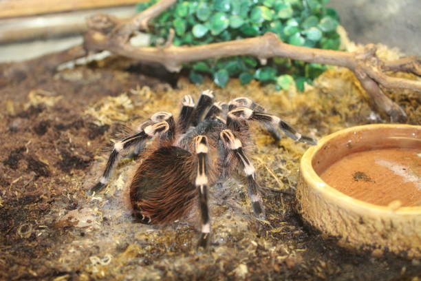 Big spider tarantula Big spider tarantula brachypelma albopilosum in all its glory big hairy tarantula stock pictures, royalty-free photos & images