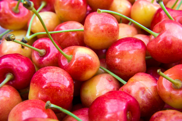 istock Cherries with petioles - close-up 1145619660