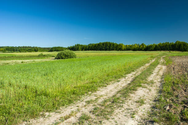 istock Sandy country road through the meadows to the forest 1145619669