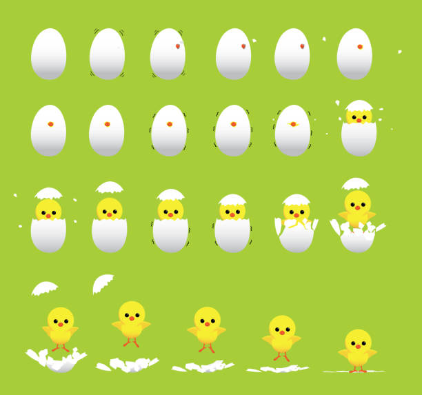Hatch Animation 60+ Chicken Chick Hatching Sequence Stock Photos, Pictures & Royalty ...