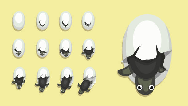 ilustrações, clipart, desenhos animados e ícones de animal animação seqüência ovo hatching bebê tartaruga cartoon vector - hatching