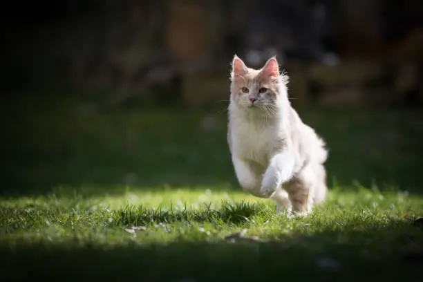 Photo of running cat