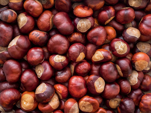 chestnuts