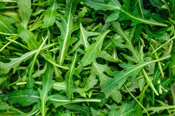 lots of fresh green arugula close up