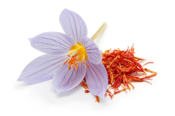 흰색 절연 크 로커 스 꽃과 사프란 - crocus flower saffron yellow 뉴스 사진 이미지