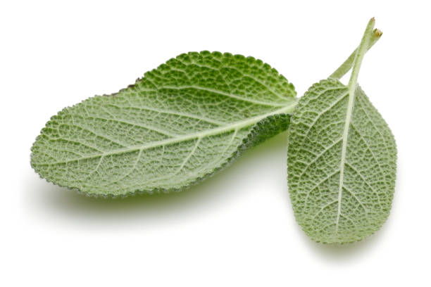 Sage herb
