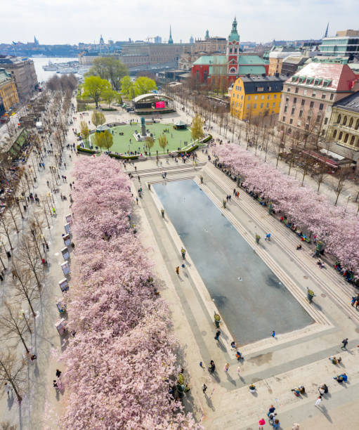istock First cherry blossom and fountain, Kungstradgarden 1145623528