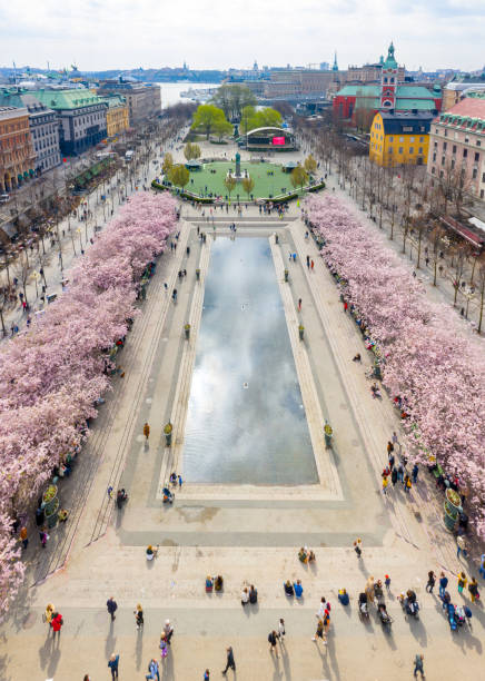 istock First cherry blossom and fountain, Kungstradgarden 1145623554