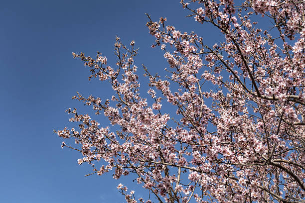 istock blue sky and flowering almond trees in the spring months, 1145623572
