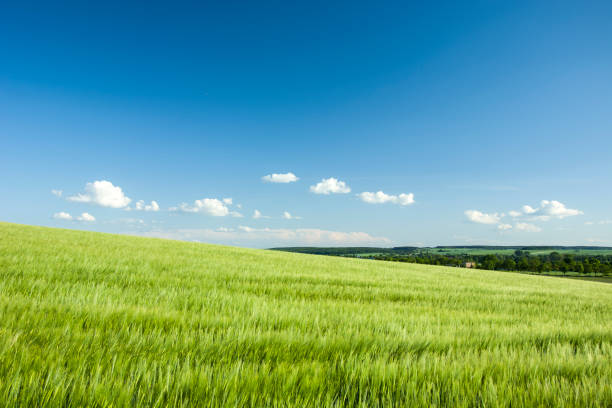 istock Green barley field on the hill 1145623881