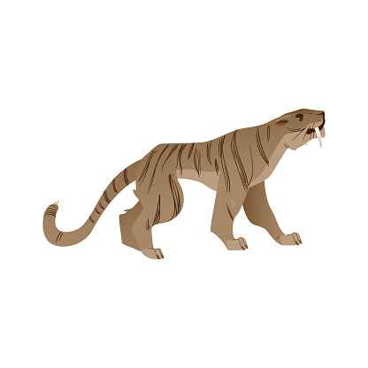 Vector saber-toothed tiger with big fangs roaring. Prehistoric wild cat with furious expression. Cartoon stone age animal icon. Ancient feline predator, isolated illustration