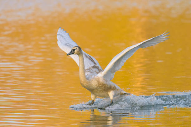 istock Young mute swan 1145627275