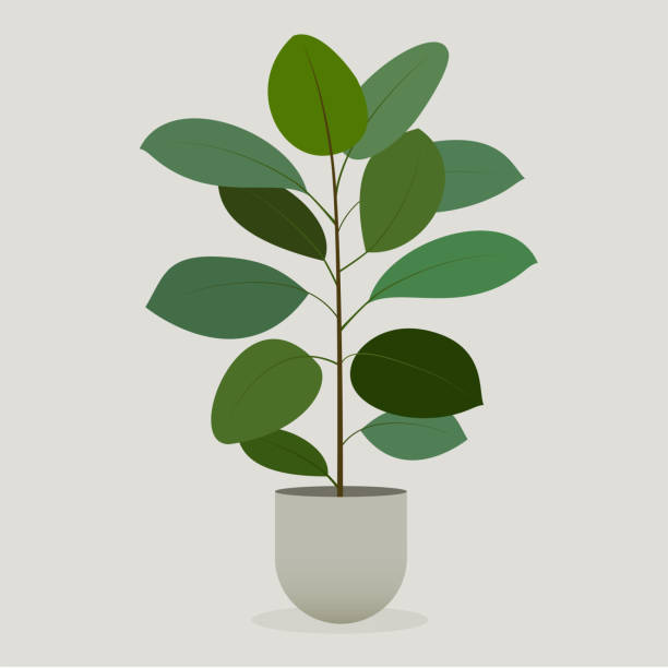 ilustrações, clipart, desenhos animados e ícones de planta verde em um potenciômetro. planta de borracha - bush flower pot tree flower