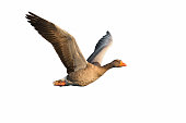 Flying Greylag Goose isolated on white