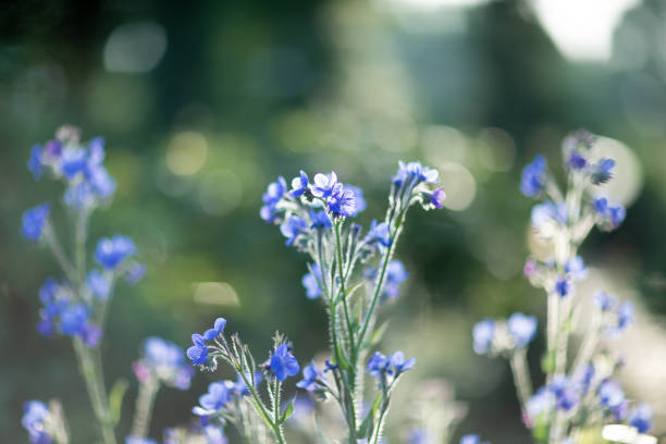 istock Flower blooming in alley 1145629265