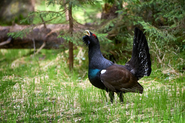istock Wood grouse (tetrao urogallus) courting to female 1145629783