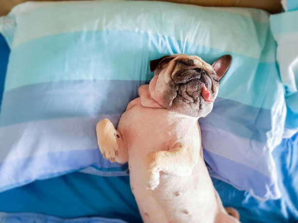 симпатичный мопс собака спать отдыха в постели и язык торчали в ленивое время. - relaxation dreams summer sleeping стоковые фото и изображения