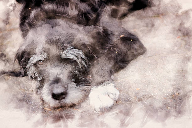 black dog lying on the pavement in watercolors