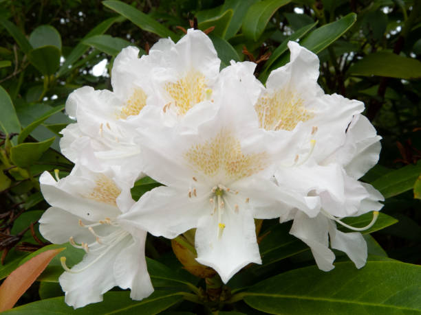istock White rhododendron flower cluster 1145631192