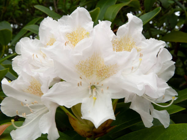 istock White rhododendron flower cluster 1145631286