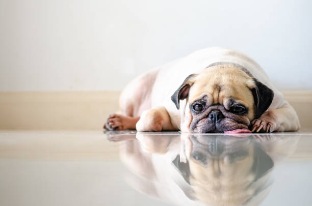 Close-up face of cute dog pug and sad bored face sleep on floor with tongue sticking out Close-up face of cute dog pug and sad bored face sleep on the floor with tongue sticking out pug stock pictures, royalty-free photos & images