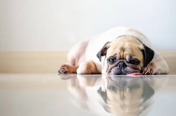 Close-up face of cute dog pug and sad bored face sleep on the floor with tongue sticking out