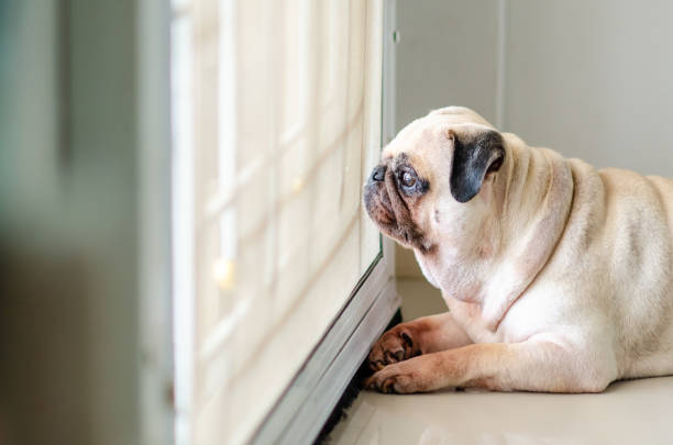 pugdog wartet auf besitzer an der tür - allegory painting fotos stock-fotos und bilder