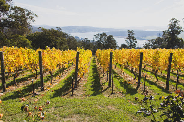 vineyard foliage at tamar valley, tasmania - launceston imagens e fotografias de stock