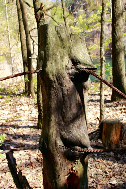 istock Tire rope has grown into the trunk of a tree 1145632562