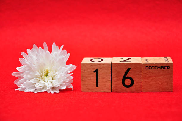 istock 16 December on wooden blocks with a white daisy on a red background 1145632706