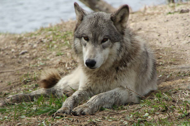 istock Relaxing in the Afternoon 1145632928