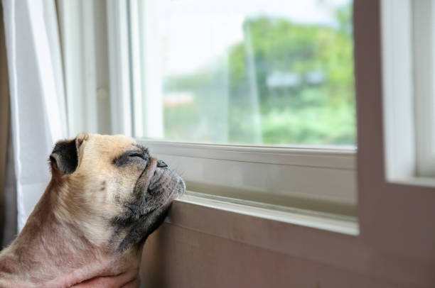 istock Cute Pug dog waiting for owner at the window. 1145633551