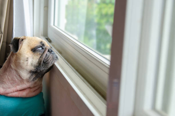 istock Cute Pug dog waiting for owner at the window. 1145633552
