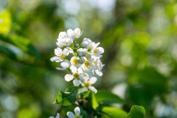 istock Blooming Alyssum on a sunny day 1145634016