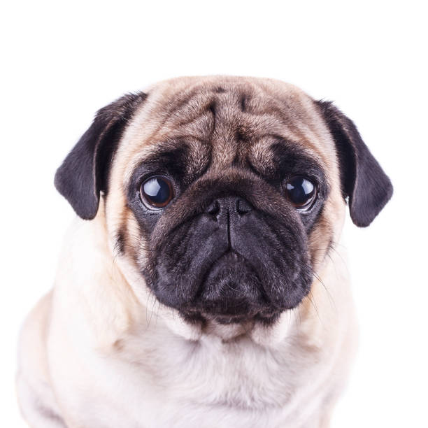 portrait of a pug dog with big sad eyes. isolated - dog sadness large isolated imagens e fotografias de stock