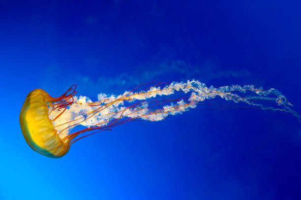 japanische brennnessel - jellyfish translucent sea glowing stock-fotos und bilder