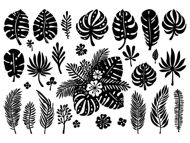 Set of black silhouettes, exotic tropical leaves on a white background. Set of black silhouettes, exotic tropical leaves on a white background. Vector botanical illustration. Great design elements for laser cutting, paper cut, template, stickers and others zebra plant stock illustrations