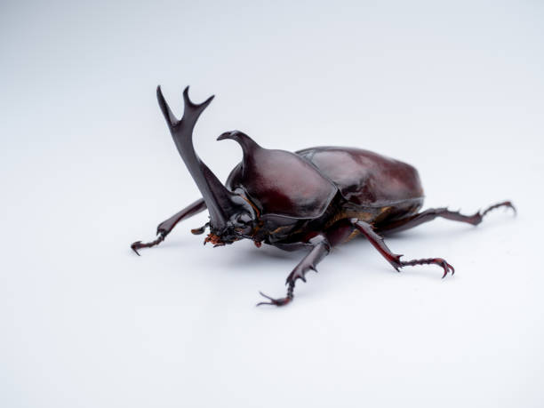 Japanese Rhinoceros Beetle.
