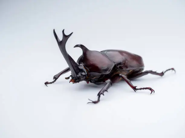 Photo of Japanese Rhinoceros Beetle.