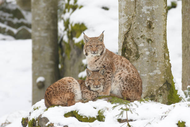 istock European Lynx couple 1145637390