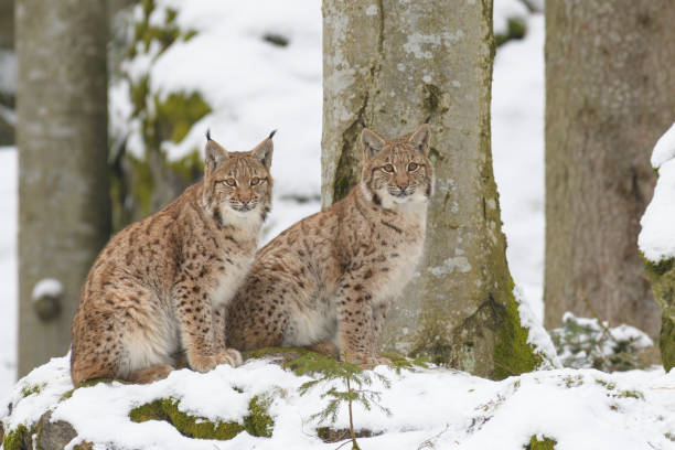 istock European Lynx couple 1145637404