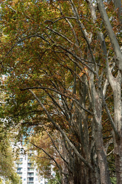 istock Line of autumn trees 1145637812