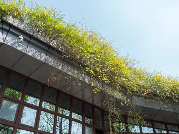 Chengdu, Sichuan Province, China - March 28, 2019 : 
Rooftop greening.