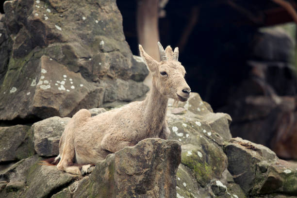 istock Alpine Ibex in the morning on mountain 1145639150