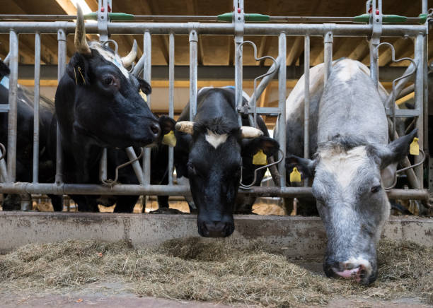 istock horned meat cows inside dutch farm in holland 1145639194