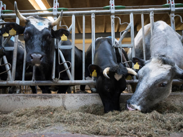 istock horned meat cows inside dutch farm in holland 1145639220