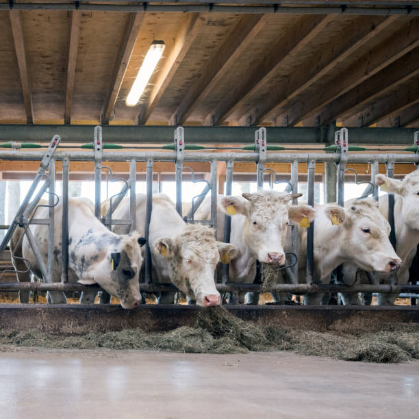 istock white meat cows inside barn on farm in holland 1145639227