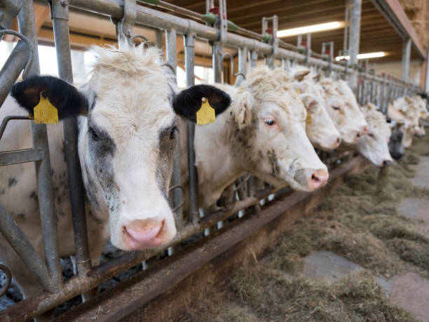 istock white meat cows inside barn on farm in holland 1145639228