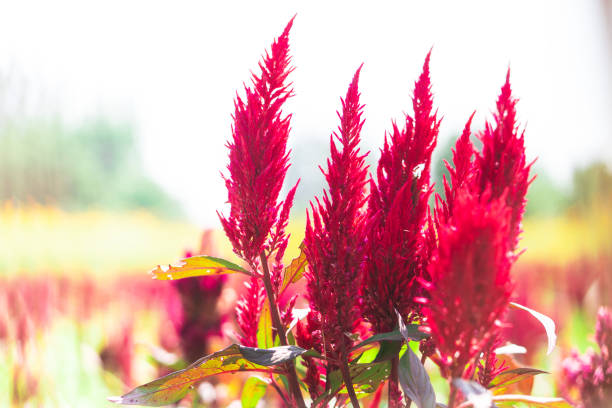 istock Red cockscomb flowers that are blooming look beautiful. 1145640733